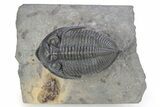 Bargain, Zlichovaspis Trilobite - Atchana, Morocco #250177-1